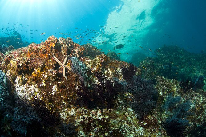 3 Tank Combo Cabo Reserve & Corridor, Certified Divers With MANTA - Dive Certification Requirement