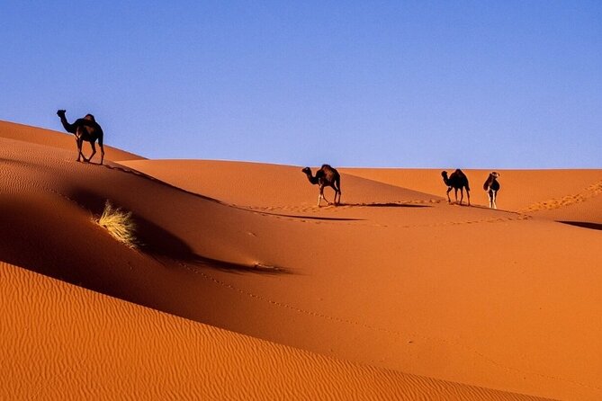 3d/2n Desert Tour From Fez to Marrakesh (With Small Group) - What to Expect