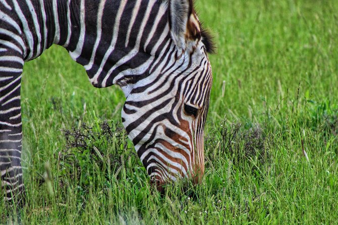 4 Day Addo to Karoo Safari - Transportation and Logistics