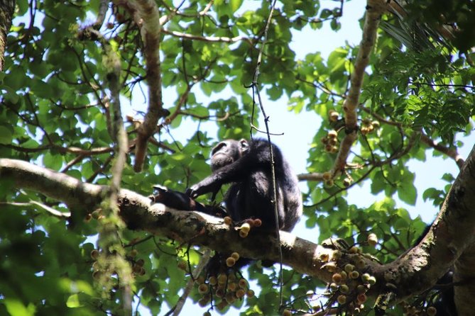 4-Day Gorillas, Wildlife and Chimpanzee Trek at Kalinzu Forest - Preparing for the Trek