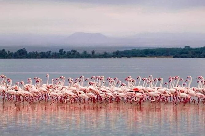 4-Day Majestic Group Tour in Safari - Itinerary