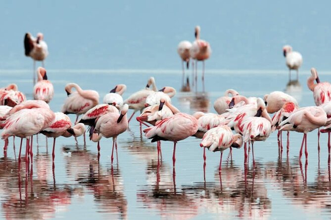 4-Day Masai Mara and Lake Nakuru Safari Tour From Nairobi - Booking and Cancellation
