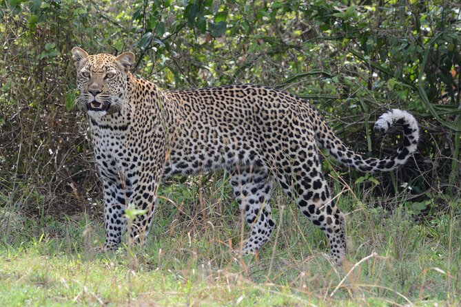 4-Day QENP, Gorillas in Bwindi and Lake Bunyonyi Relaxation - Explore Queen Elizabeth National Park