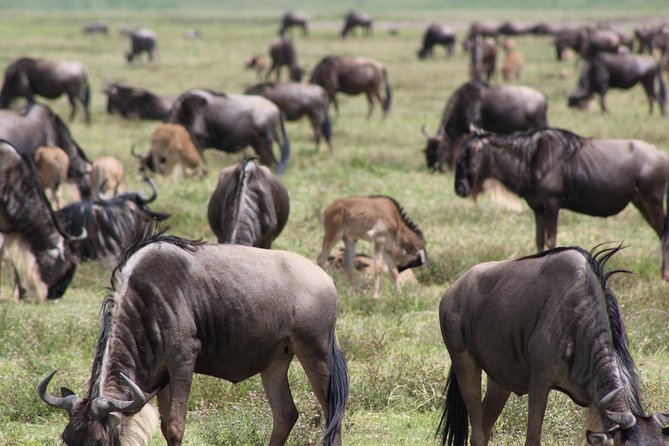 4-Day Safari in Tarangire, Serengeti & Ngorongoro (Mid-range) - Photography Opportunities