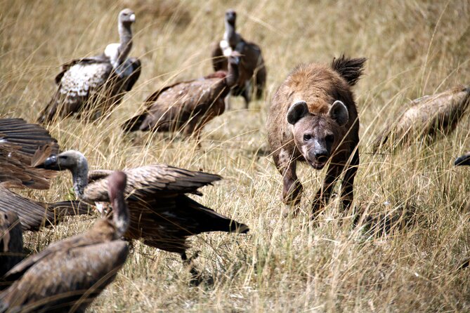 4-Day Tour to Tarangire, Serengeti and Ngorongoro - Exploring Serengeti and Ngorongoro