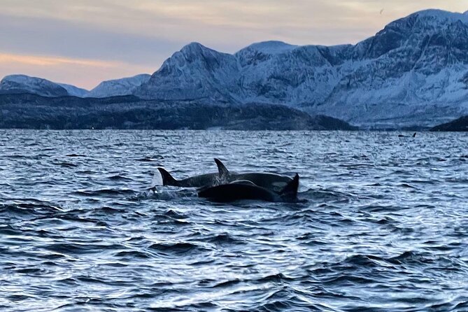 4 Days, 3 Countries Tour: Northern Lights and Moose - Itinerary Day 3