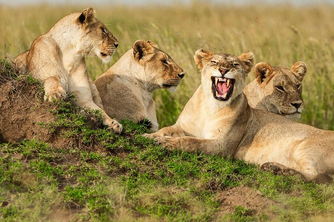 4-Days Adventure Camping Safari to Tarangire, Serengeti & Ngorongoro - Price and Lowest Price Guarantee