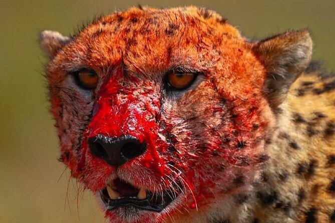 4-Days Bush to Bush Authentic Budget Safari - Reviews and Ratings