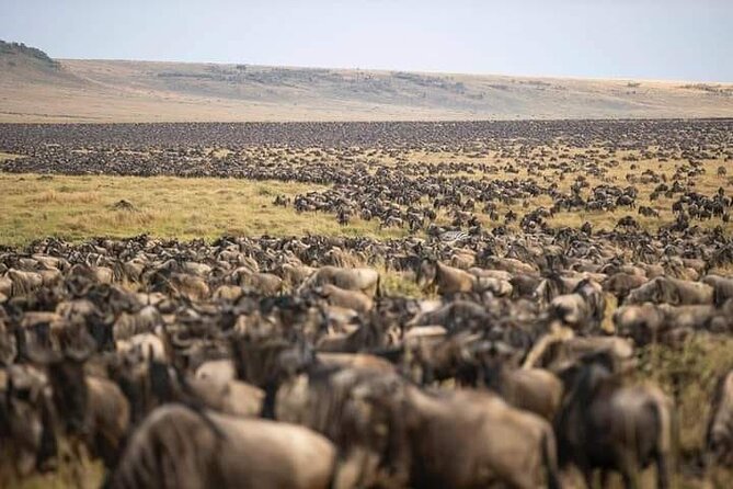 4 Days Enthralling Safaris in Kenya-lake Nakuru Masai Mara - Pricing and Ratings