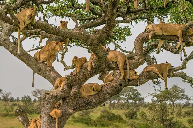 4 Days Experience Big Five in Tarangire, Serengeti & Ngorongoro Safari - Ngorongoro Crater