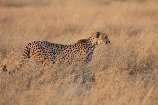 4 Days Game Drives Safari Tarangire, Serengeti and Ngorongoro Crater - Discovering Ngorongoro Crater