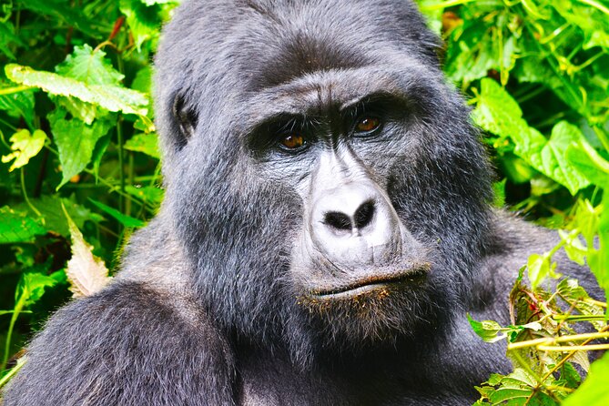 4 Days Gorilla Tracking Tour in Uganda - About the Destination