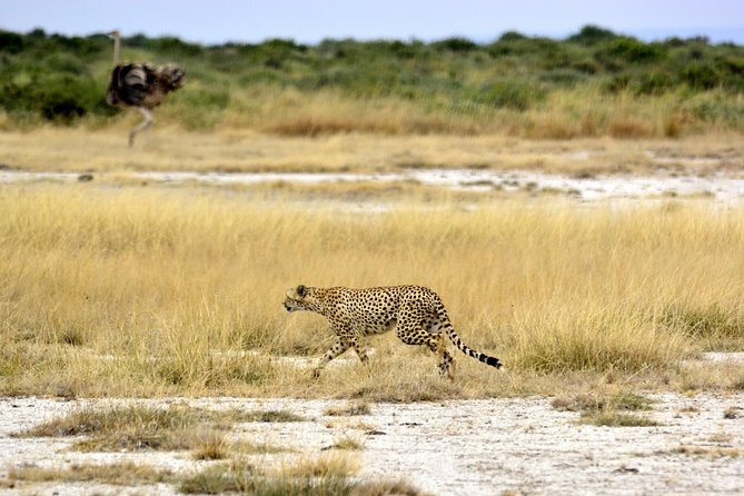 4 Days Joining Group Budget Camp Safari in Serengeti , Ngorongoro and Tarangire - Additional Notes