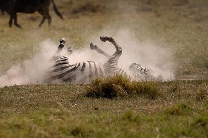 4 Days Kenyan Wildlife Safari - What to Expect