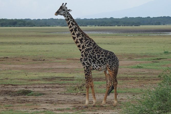 4 Days Lodge Safari - Pickup and Transfer Details