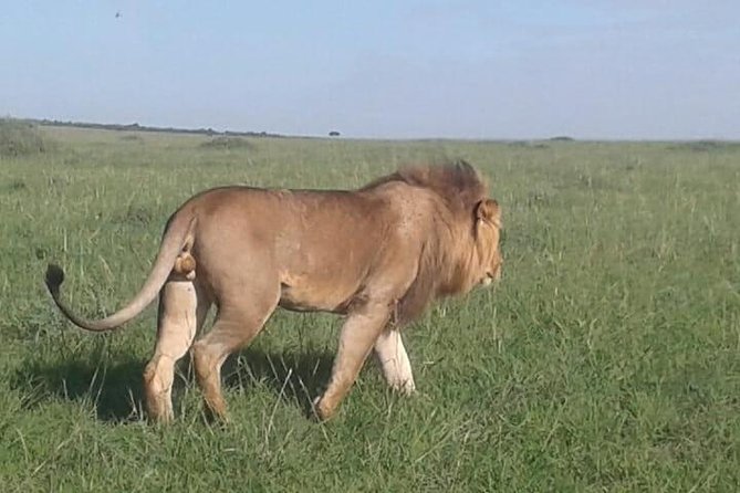 4 Days Maasai Mara and Lake Nakuru Unforgettable Safari - Guest Experiences
