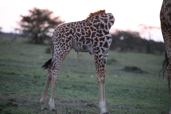 4 Days Masai Mara Lake Nakuru Jeep Safari - About the Operator