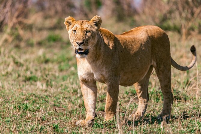 4 Days Masai Mara Safari - Frequently Asked Questions