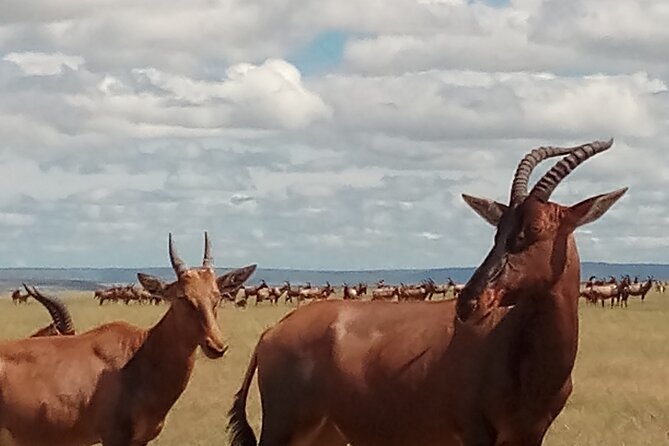 4 Days Safari to Lake Nakuru N/P and Maasai Mara N/R - Cultural Immersion