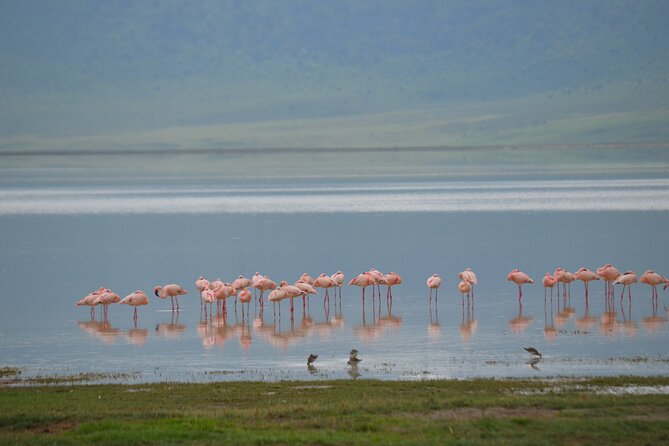 4 Days Serengeti & Ngorongoro Mid Range Tour - Cancellation Policy