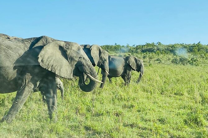 4 Days Tour Landcruiser in Masai Mara and Lake Nakuru - Guest Experiences