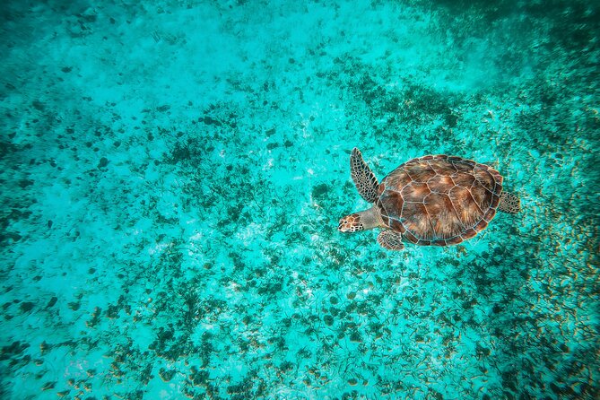 4 Hour Snorkeling Tour in Cozumel - Frequently Asked Questions