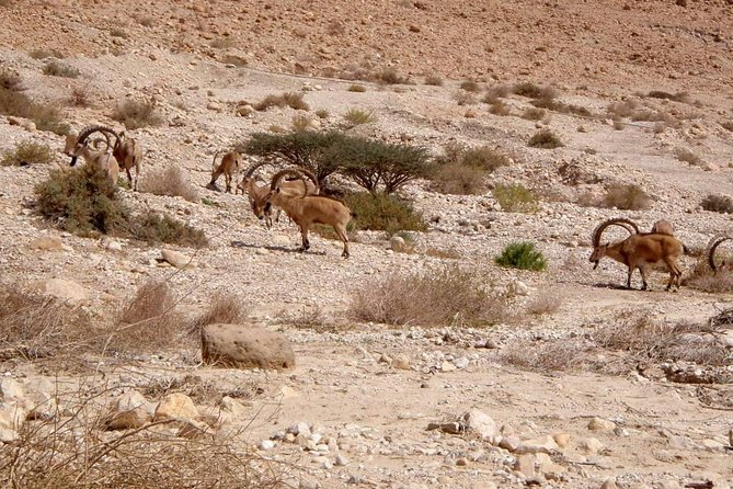 4WD Masada Ein Gedi Judea Desert Dead Sea Adventure 4x4 Tour. - Cancellation Policy