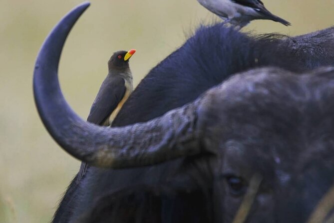 5-Day Lakes and Masai Mara Plains 4 X 4 Safari - Accessibility Features