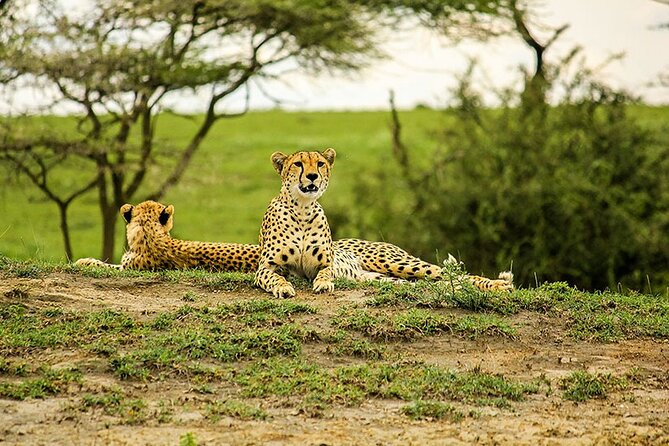 5-Day Ngorongoro Crater and Lake Manyara Safari From Arusha - Accessibility and Medical Concerns