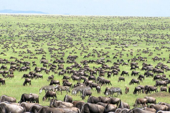 5 Day Private Guided Wildebeest Migration Tour - Preparing for the Adventure