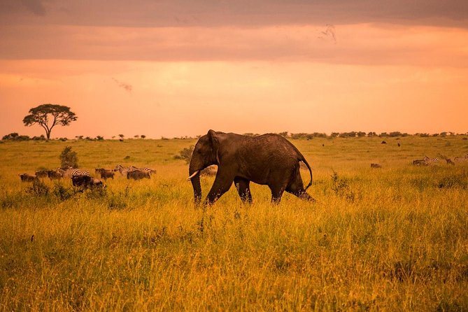 5 Day Serengeti Luxury Safari - Traveler Reviews and Feedback