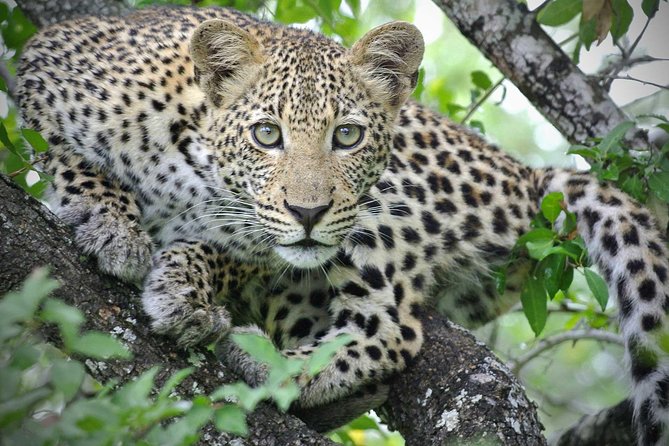 5 Day Victoria Falls and Hwange National Park Accommodated Safari Tour - Highlights and Itinerary