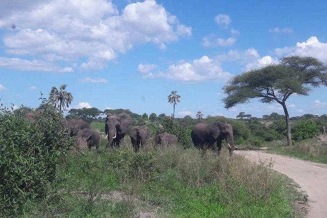 5 Days African Safaris - Pickup Information