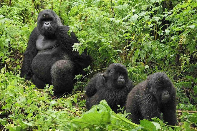 5 Days Gorilla & Wildlife Safari in Uganda - Inclusions and Exclusions Breakdown