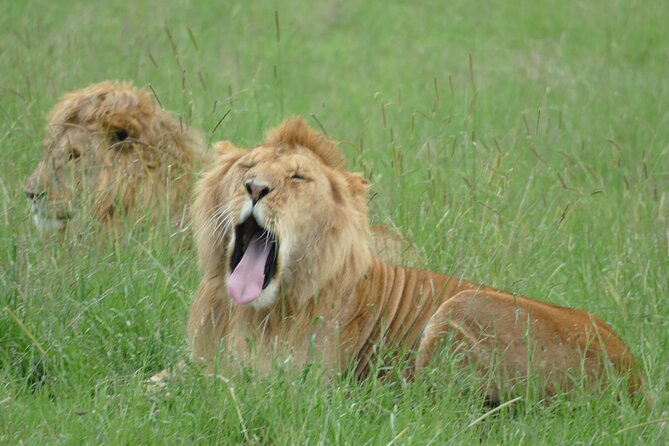 5 Days in to the Heart of Serengeti - Booking and Cancellation Policy