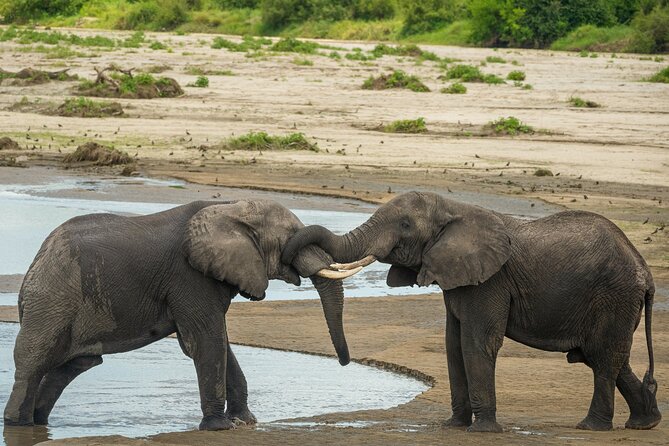 5 Days Lodge Luxury: A Taste of Tanzania Safari - Participation Requirements
