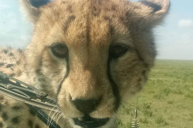 5 Days Safari In Serengeti And Ngorongoro - Wildlife Encounters in Serengeti