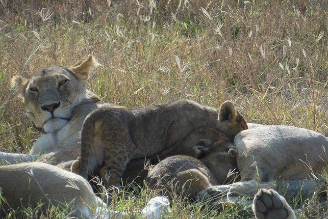 5 Days Safari Itinerary, Delight With Camping Game Drives in 3 National Parks - Meeting and Pickup
