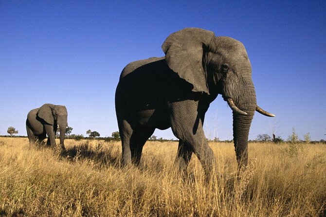 5 Days Tanzania Big 5 Safaris - Pricing and Considerations