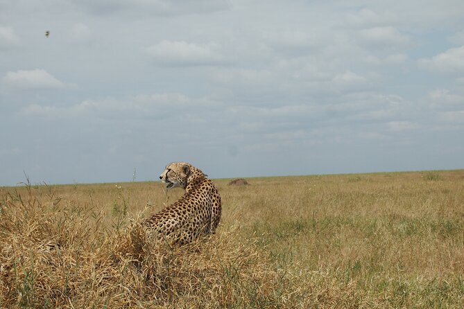5 Days Tanzania Camping Safari - Accessibility and Special Requests