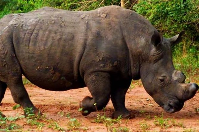 5 Days Tarangire, Serengeti, Ngorongoro & Manyara Budget Lodge Safari Tour - Important Considerations