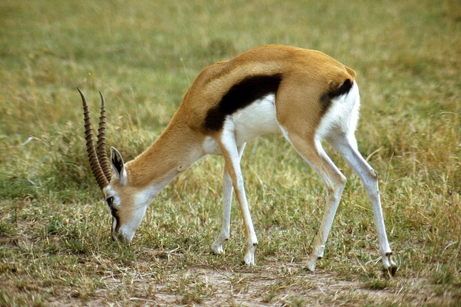5 Days Tour Tarangire, Serengeti, Ngorongoro Crater & Lake Manyara Park-Midrange - Explore the Destinations