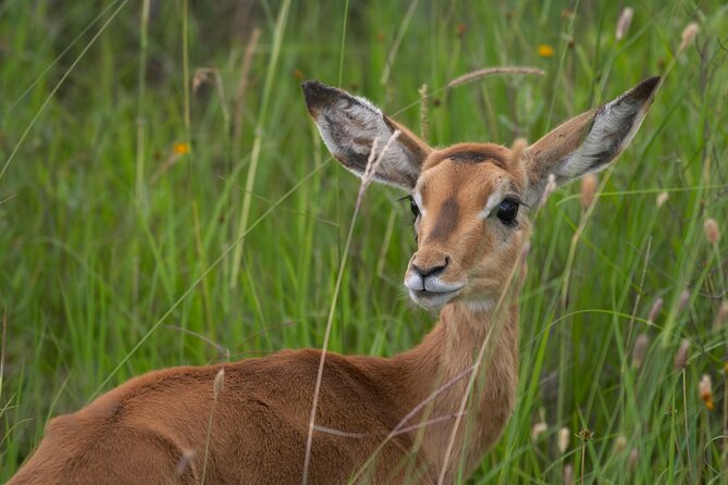 5HRS Nairobi National Park MorningEvening Gamedrive 4x4 Vehicle - Traveler Experiences and Feedback