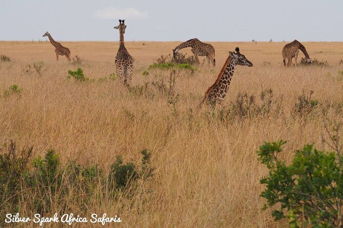 6-Day Maasai Mara Reserve, Lake Naivasha, Amboseli National Park - Accommodation and Meals