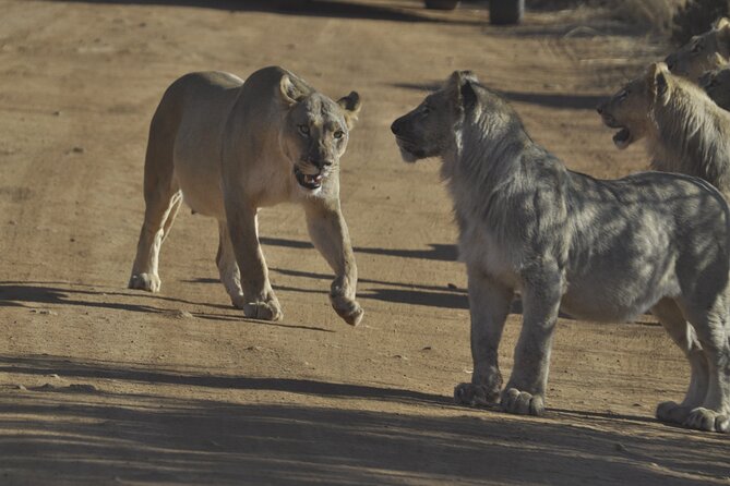 6-Day Private South to North Kruger National Park Tour - Tips for Travelers