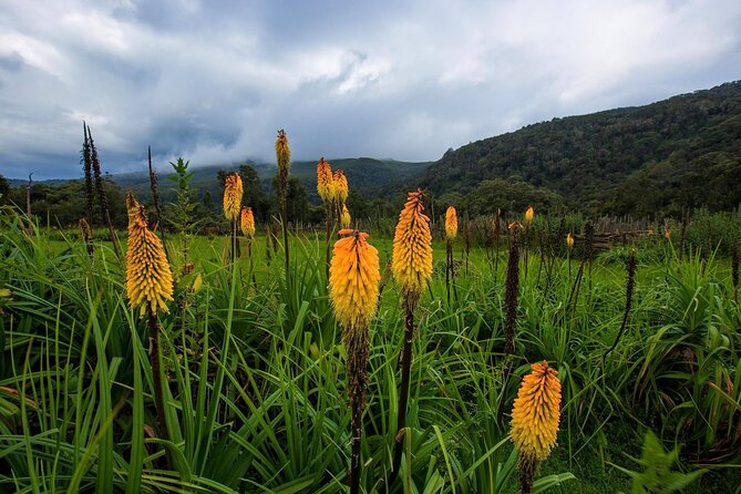 6 Days Bale Mountains Trekking - Important Traveler Information