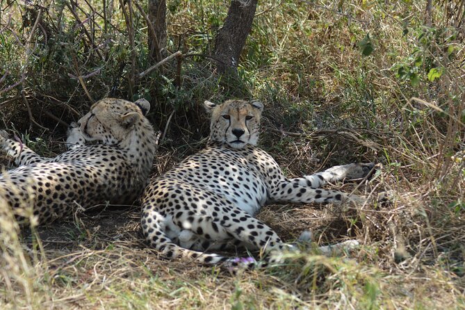 6 Days Big Five Tanzania Safari - Pricing and Cancellation Policy