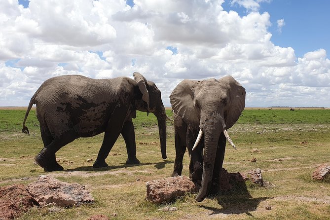 6 Days Kenya Safari - Customer Reviews