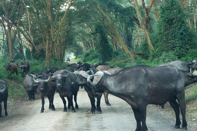 6 Days Maasai Mara - Nakuru - Amboseli Budget Group Safari. - Reviews and Cancellation Policy