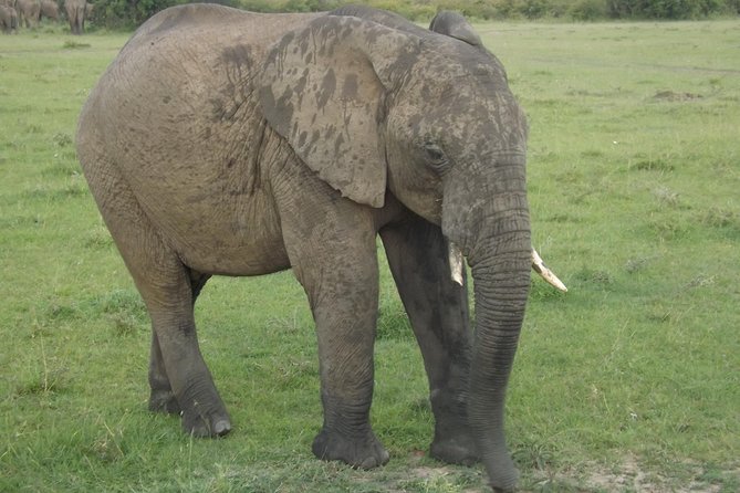 6 Days Masai Mara-Lake Nakuru & Amboseli Budget Safari - Traveler Considerations